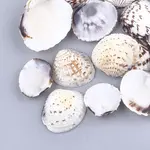 Clam Shell Beads