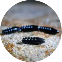 Redbass gumová nástraha trout grub black - 3x16 mm