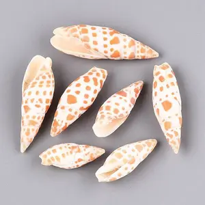 Natural Marble Miter Shell Display Decorations