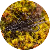 Redbass gumová nástraha nymfa dark black - x 100 mm