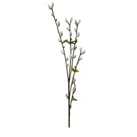 KOČIČKY VRBY JÍVY