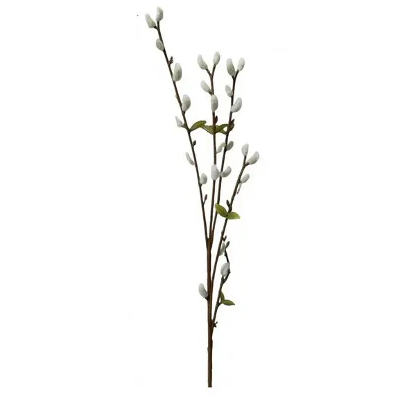 KOČIČKY VRBY JÍVY