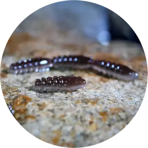 Redbass gumová nástraha trout grub brown/silver - 3x33 mm