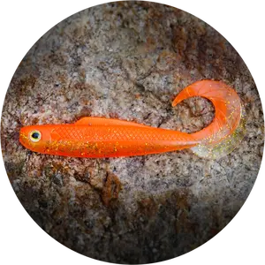 Redbass gumová nástraha twister kixter orange g uv - l 100 mm