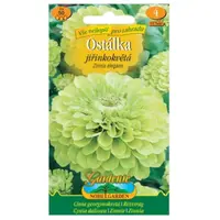 Cínia pôvabná georgínokvetá, zelená