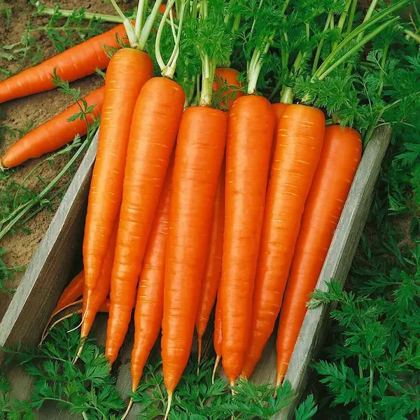 Mrkva neskorá Francis