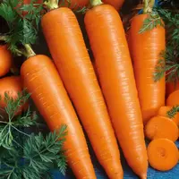 Mrkva neskorá Premium Rubina