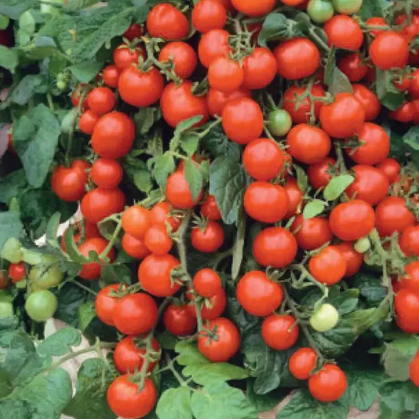 Rajčiak kríčkový balkónový červený Premium