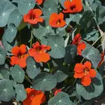 Kapucínka červená