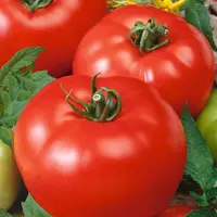 Rajčiak kolíkový skorý Orkado F1