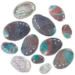 12Pcs 6 Styles Natural Abalone Shell Display Decorations