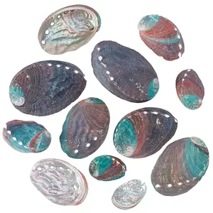 12Pcs 6 Styles Natural Abalone Shell Display Decorations