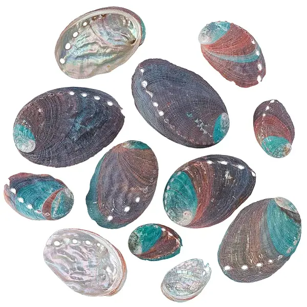 12Pcs 6 Styles Natural Abalone Shell Display Decorations