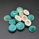 Dyed Natural Shiva Eye Shell Beads