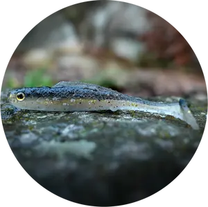 Redbass gumová nástraha ripper kicker bass - xx 155 mm 23 g