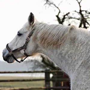 Černý jezdec, bílý kůň - Karel Šiktanc - audiokniha