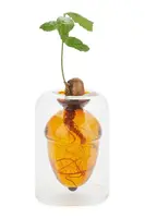 Váza na pěstování semen Balvi Acorn Vase 12 x 8,4 x 8,4 cm