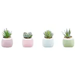 Sukulentní 7-10cm mix 93061