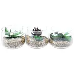 Sukulenty dekorace wve skle 7,5 cm (různé barvy a vzory)