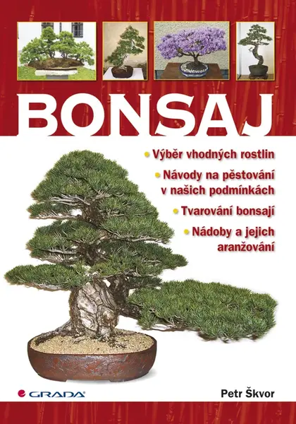 Bonsaj, Škvor Petr