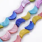 Natural Freshwater Shell Beads Strands