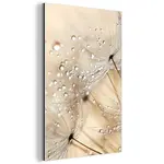 MuchoWow KOVOVÝ OBRAZ Pampeliška - Abstraktní - Příroda - Béžová 40x60 cm