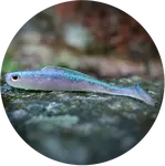 Redbass gumová nástraha ripper kicker ghost natur - l 100 mm