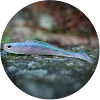 Redbass gumová nástraha ripper kicker ghost natur - l 100 mm
