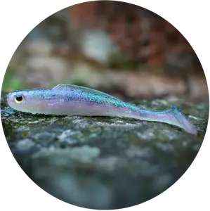 Redbass gumová nástraha ripper kicker ghost natur - l 100 mm