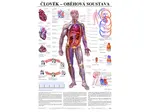 Oběhová soustava - anatomický plakát