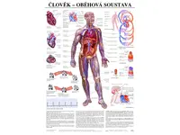 Oběhová soustava - anatomický plakát