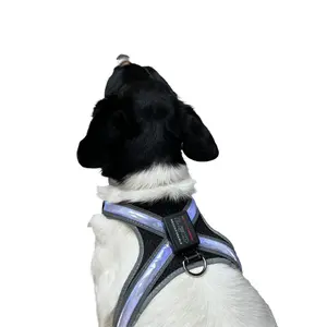 Reedog svítící kšíry pro velké psy