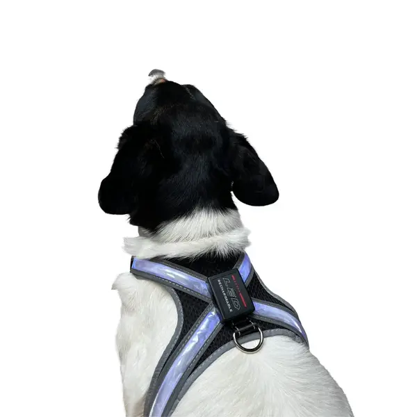 Reedog svítící kšíry pro velké psy