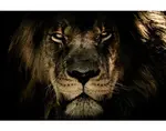 Obraz na plátne V očiach leva, 118x78 cm%