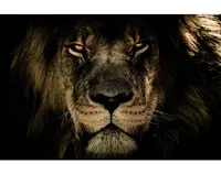 Obraz na plátne V očiach leva, 118x78 cm%