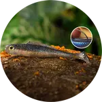 Redbass gumová nástraha ripper kicker super natur - xx 155 mm