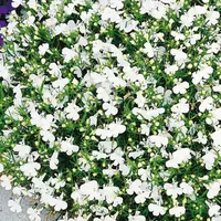 Lobelka drobná biela