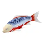 Mojo Kapor koi asagi