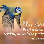 Magnet na lednici - Co si přeješ? Přeji si štěstí. Medituj na letícího ptáka. - Sri Chinmoy