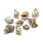 Conch Shell Pendants