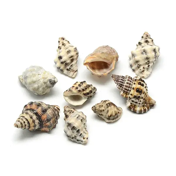 Conch Shell Pendants