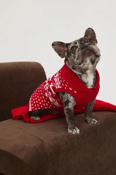 Svetr pro mazlíčka Medicine