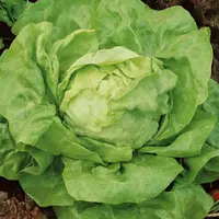 Bio Šalát hlávkový – letný, polný