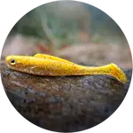 Redbass gumová nástraha ripper kicker yellow rgt - xl 125 mm