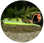 Redbass smáčik big snake signal yellow g uv color - 15,5 cm 11 g