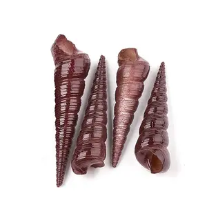 Natural Spiral Shell Beads