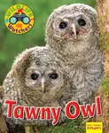 Wildlife Watchers: Tawny Owl - Ruth Owen