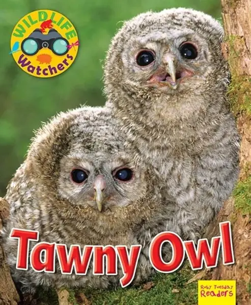Wildlife Watchers: Tawny Owl - Ruth Owen