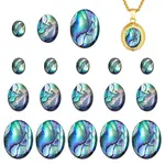 18Pcs 3 Styles Natural Paua Shell Cabochons