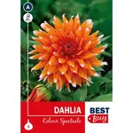 Dahlia Color Spectacle